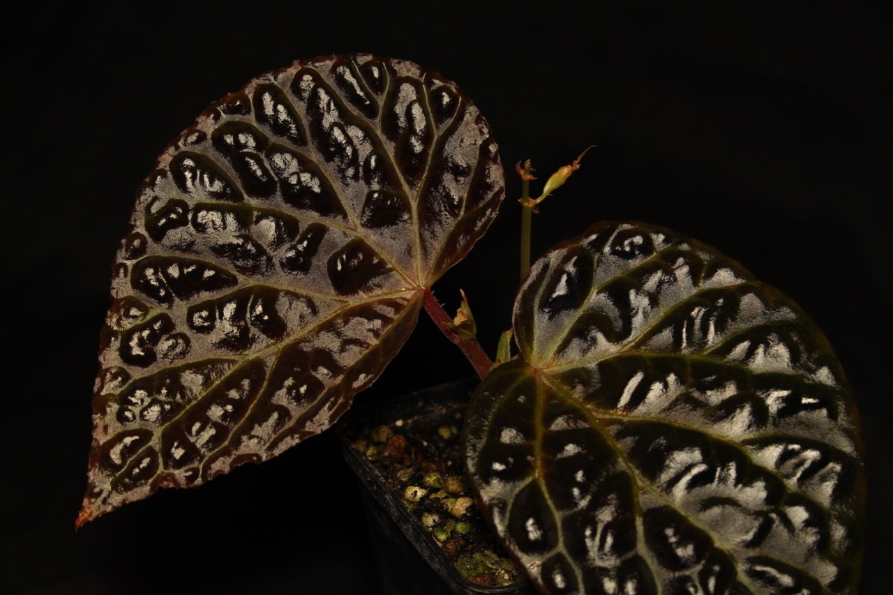 B. ‘Dunkle Materie’